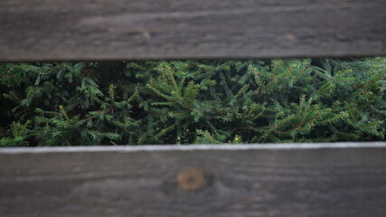 Fototapeta premium spruce visible through the wooden fence