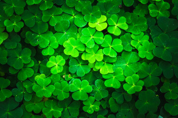 Bright green clover leaves. Textures and backgrounds for designers