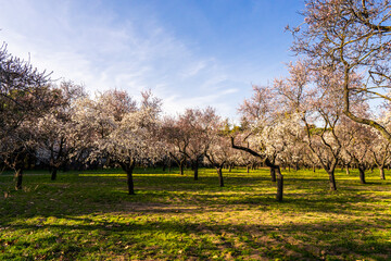 Obraz premium Spectacular blossom of almond trees at the 'Quinta de los Molinos' Park in centre of Madrid. First pink and white flowers in bloom due to the high temperatures of spring days.