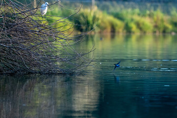 Little Egret sees a Kingfisher fishing in the lake.