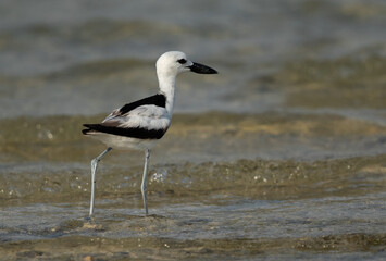 Crab plover at Busaiteen coast, Bahrain