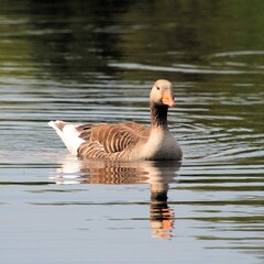 Greylag goose on the water