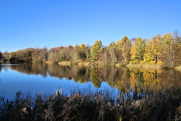 reflection of trees in water at Alderford Lake in the Autumn