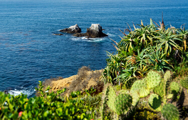 Beautiful ocean views with defocused cacti in the foreground on a cliff, and Seal Rock with perched shorebirds in the distance in Laguna Beach, California.