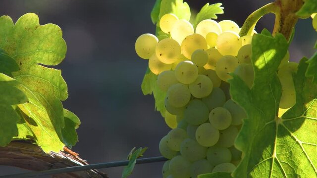 white grapes on vineyards in Chianti region near Panzano (Florence), Tuscany. Italy.