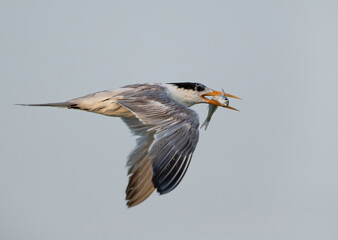 Greater Crested Tern flying with a fish catch at Busaiteen coast, Bahrain