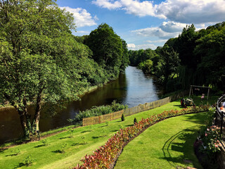 snowdrops in the garden