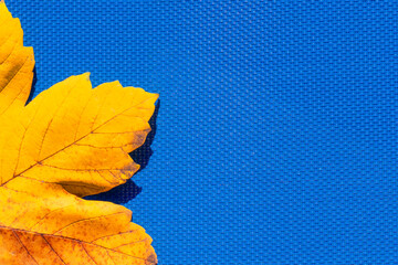  autumn leaf on the blue, turquoise background . Abstract background of leaf. The concept of  fall, autumn.Copy space