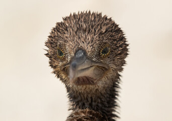 Portrait of a Socotra cormorant at Busaiteen coast, Bahrain, s
