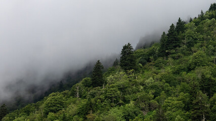 Fototapeta na wymiar Morning Fog Shrouding the Trees in the Appalachian Mountains Viewed Along the Blue Ridge Parkway