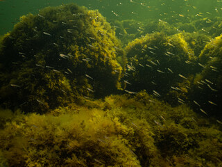 Fototapeta na wymiar A healthy marine environment in The Sound. Green ocean water with stones covered by yellow seaweed. Plenty of small fish in the water