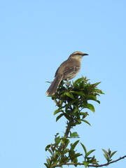 Close-up of a beautiful bird perched on the highest branch of a tree, seen from the side, on a sunny blue sky day.