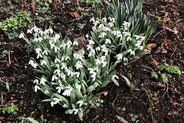 snowdrops in the garden