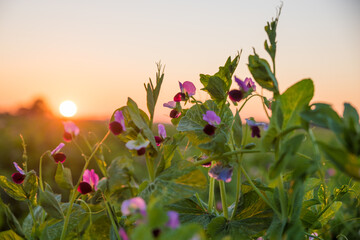 sweet pea plants with blossoms at the field, at sunset