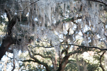 savannah gorgia trees and leaves in the street 
