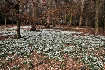 A view of the Shropshire Countryside near Shrewsbury