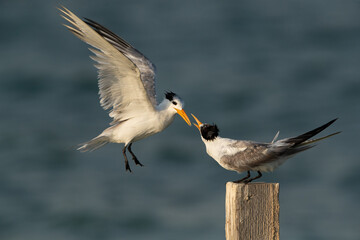 Greater Crested Tern fight for perch at Busaiteen coast, Bahrain