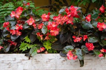 flowers in large wooden pots. Street flowers wooden texture background.
