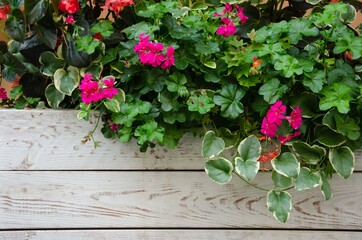 flowers in large wooden pots. Street flowers wooden texture background.
