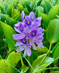 Water Hyacinth 1