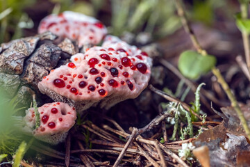 Inedible Hydnellum peckii (or ferrugineum) fungus with funnel-shaped cap with a white edge and...