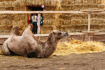 Two-humped camel in the corral at the harvest festival against the background of straw bales