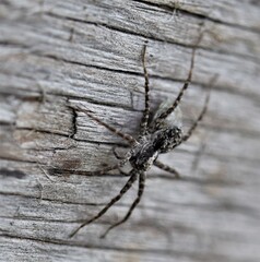 Close up picture of spider on a wood wall. 