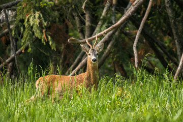 Roe Deer (Capreolus capreolus). Carpathian Montains. Poland.