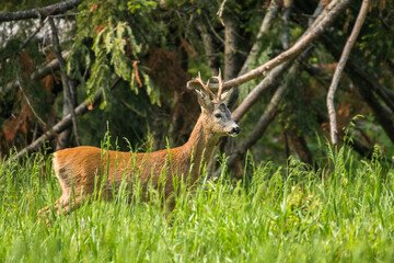 Roe Deer (Capreolus capreolus). Carpathian Montains. Poland.
