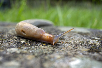 Lumaca Limax con foro polmone