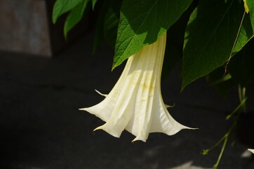 Thorn Apple, Jimson Weed is looks like a speaker are blooming in the garden
