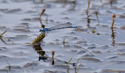 Delicate Northern Bluet Damselfly (a slender Dragonfly) sitting on a seaweed stem near the surface of a lake.