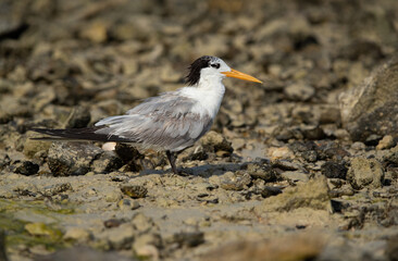 Greater Crested Tern at Busaiteen coast, Bahrain