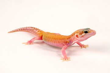 Leopard gecko / Leopardgecko (Eublepharis macularius) - Mack Snow Raptor