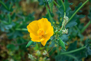 Beautiful blooming bright yellow wild poppy flower, growing on the meadow. Summer nature. 