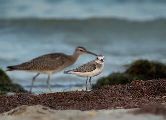 A Greater sand plover with whimbrel at the backdrop at Busaiteen coast of Bahrain