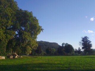 landscape with trees