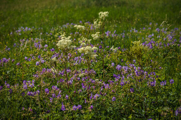 Naklejka premium Summer flowering of herbs in the fields impresses with its beauty and intoxicates smells, especially when the storage shed blooms
