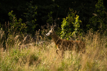 Roe Deer (Capreolus capreolus). Carpathian Montains. Poland.