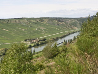 Naklejka premium Die Mosel bei Trittenheim