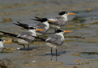 Greater Crested Terns at Busaiteen coast, Bahrain