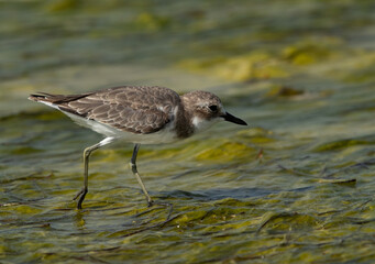  Closeup of a Greater sand plover at Busaiteen coast of Bahrain