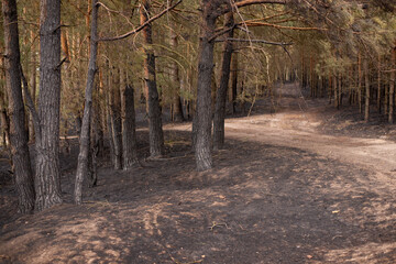 Dirt roads in the forest, pine trees all around, with burned black trunks down below and upper branches, untouched by fire.