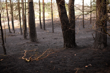 Burned trunks of pine trees in the woods, coal and ash on the ground. Concept of fire in the forest.