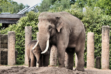 Fototapeta premium elephant in the zoo