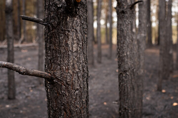 Close-up shot of pine trunk, completely black and deeply burned in forest fire. Many other trees...