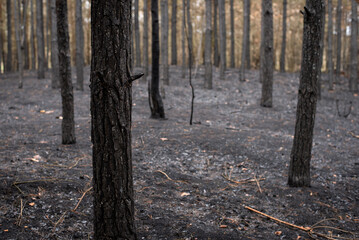 Wild life in the park, completely destroyed by flame. Pines, other trees and ground turned into ashes because of human ignorance.