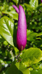 Deep purple magnolia flower bud