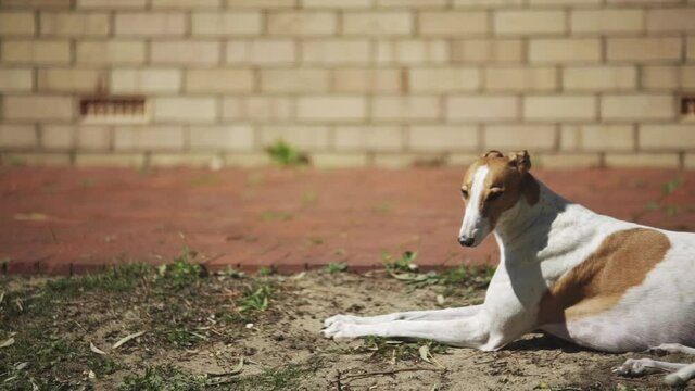 Greyhound resting in sun