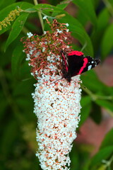 Piękny motyl na tle białego świata kwitnącego latem w ogrodzie botanicznym
